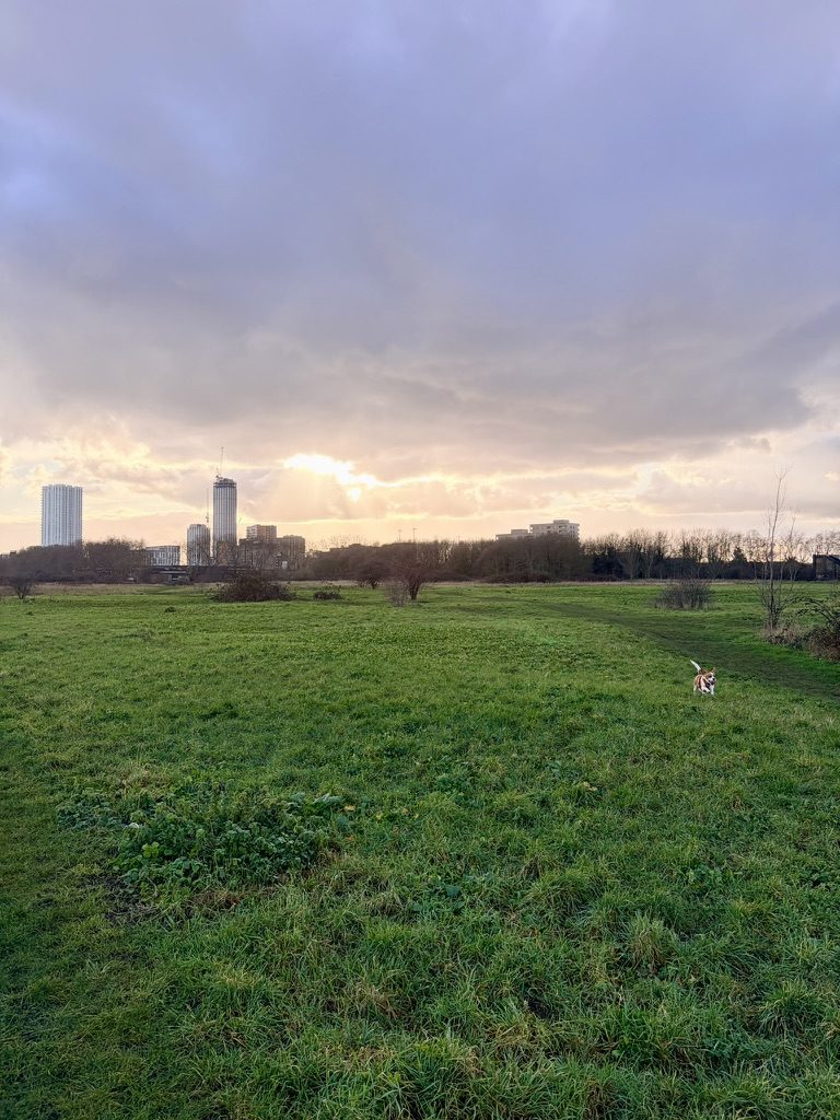 A small dog running across a field in London at sunset