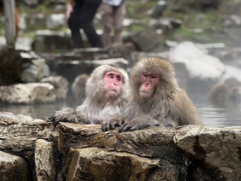 Two Japanese macaques with pink faces resting on rocks at a hot spring