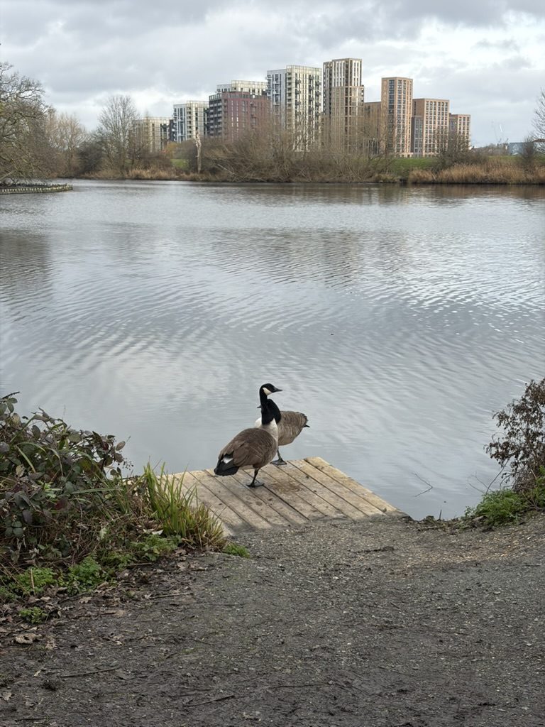 Two Canada geese standing on a wooden jetty by a lake with tower blocks beyond