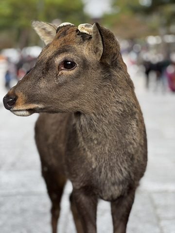 A young deer with small antlers standing on a busy path in Nara