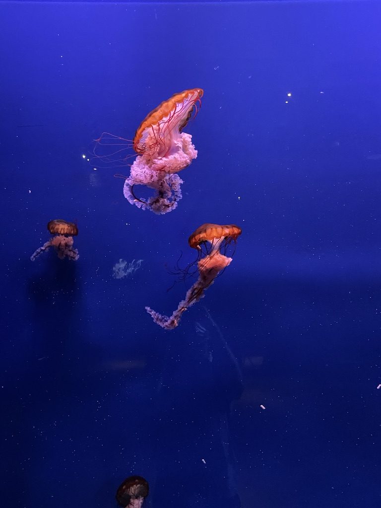 Orange and pink jellyfish in a deep blue tank